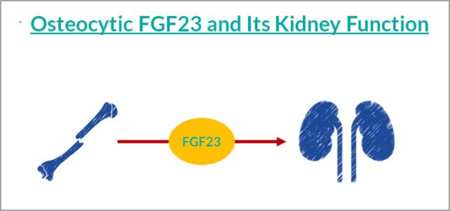 重大突破！研发FGF23项目，精准诊断CKD及CKD-MBD